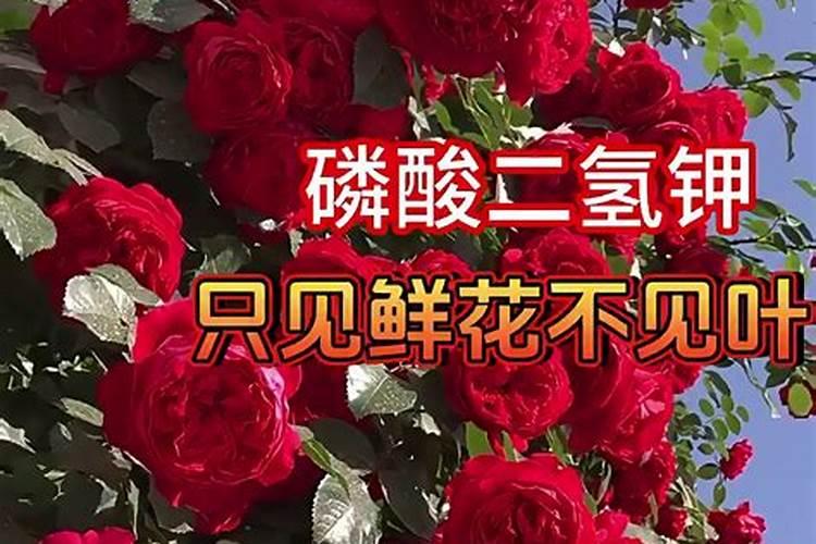 高钾肥料有哪些？高钾肥料使用事项