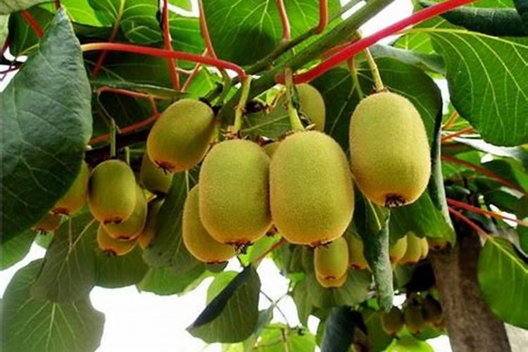 猕猴桃施肥时间和方法