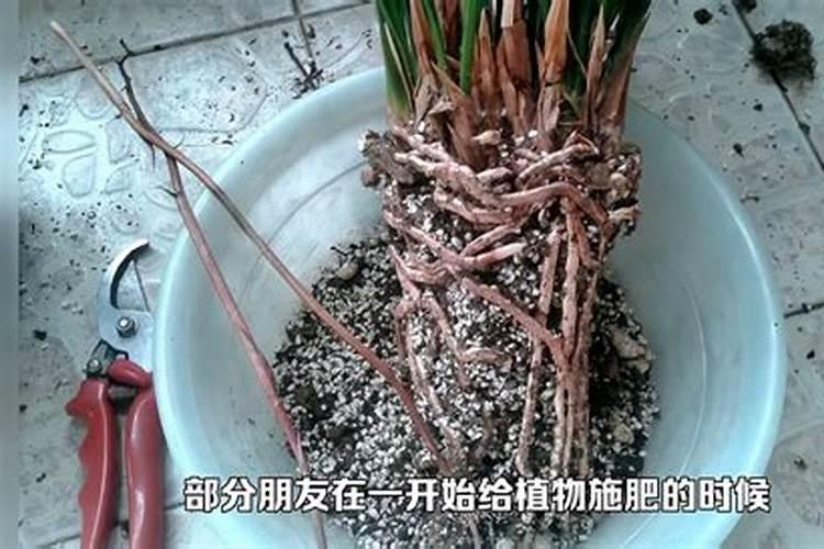 雀梅下山桩的养殖方法和注意事项