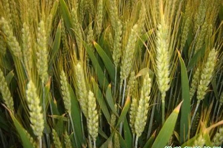 两米深六米宽150米长的水沟需要多少敌杀死药