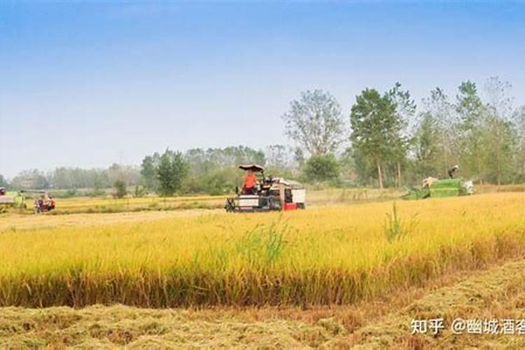 邦丰海藻鱼蛋白原将多少钱1桶韭菜用时那种好