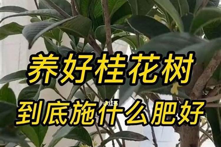 桂花树用什么肥好