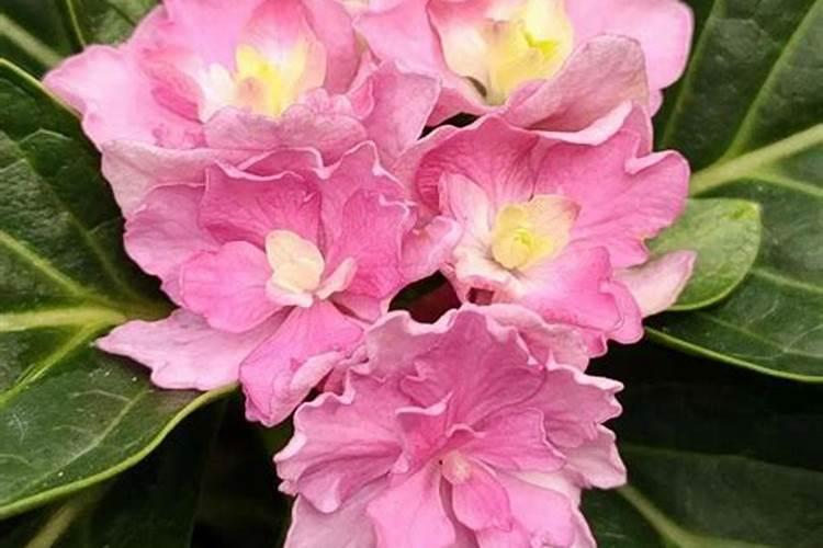 哪些花卉不能施复合肥