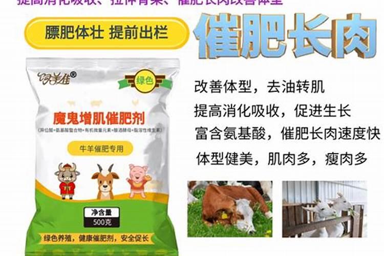 牛羊催肥药用什么药
