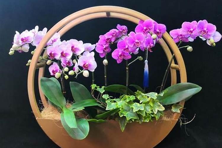 蝴蝶兰浇什么肥最好