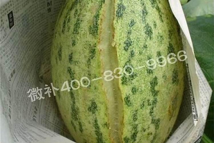 如何给甜瓜施肥