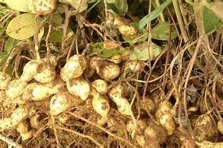 如何控制地瓜苗疯长