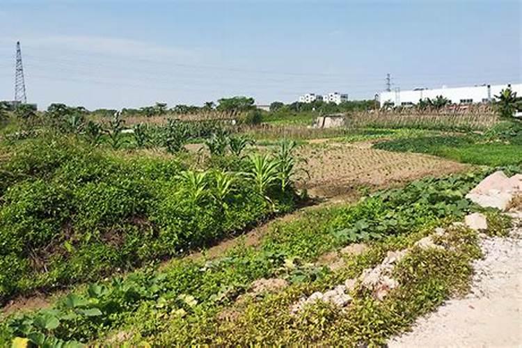 如何给月季花施肥