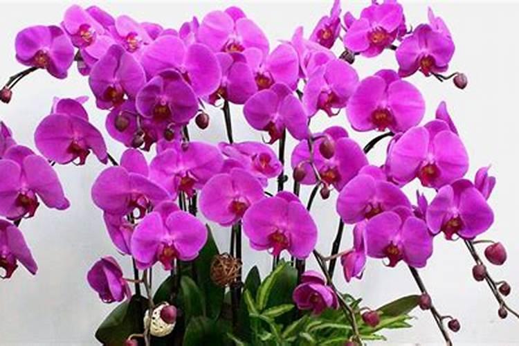 挂果沙糖桔用什么肥料绿叶