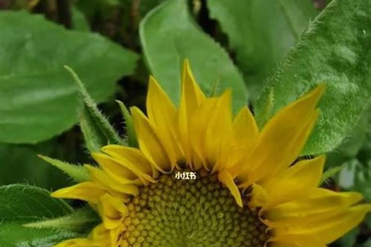 葵花开花了时能追肥吗