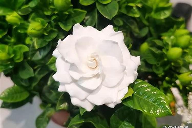 种草什么时候浇水