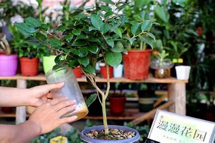茶花打花苞施什么肥 施肥不能多