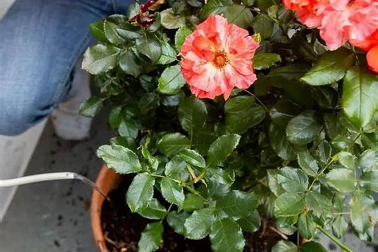 刚服盆成功月季小苗怎么管理(刚移盆月季缓苗快速生长)