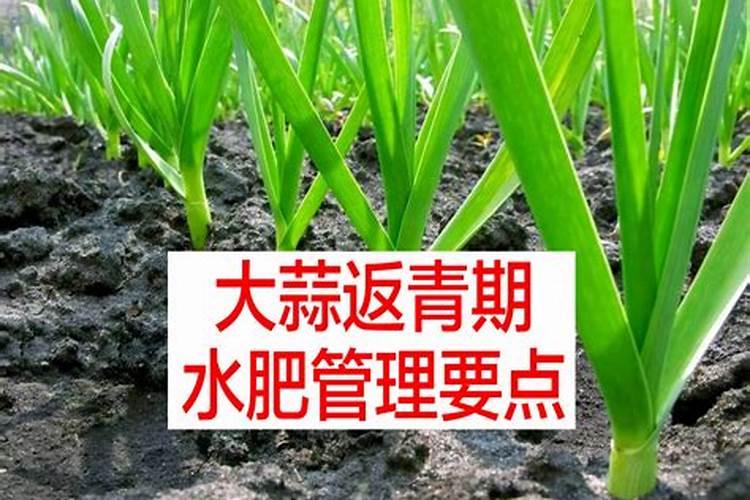 大蒜冲施专用肥料