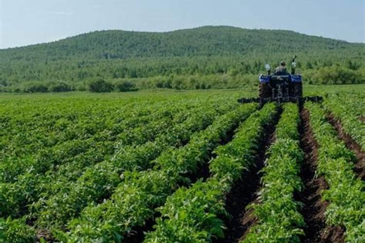 农家肥种菜为什么那么好吃(自己家种菜放农家肥好处)