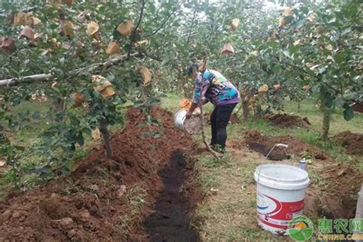 果树秋季施肥最佳时间
