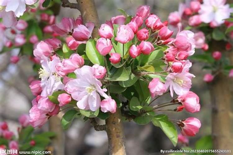 海棠花施什么肥好
