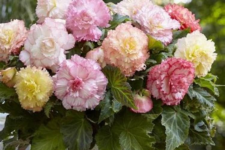 海棠花怎么管理开花快？