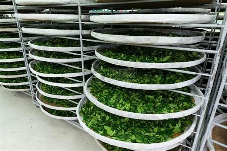 干茶叶怎样做花肥料