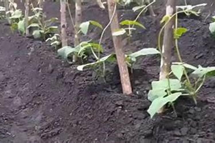 怎样高效施用磷酸二氢钾？