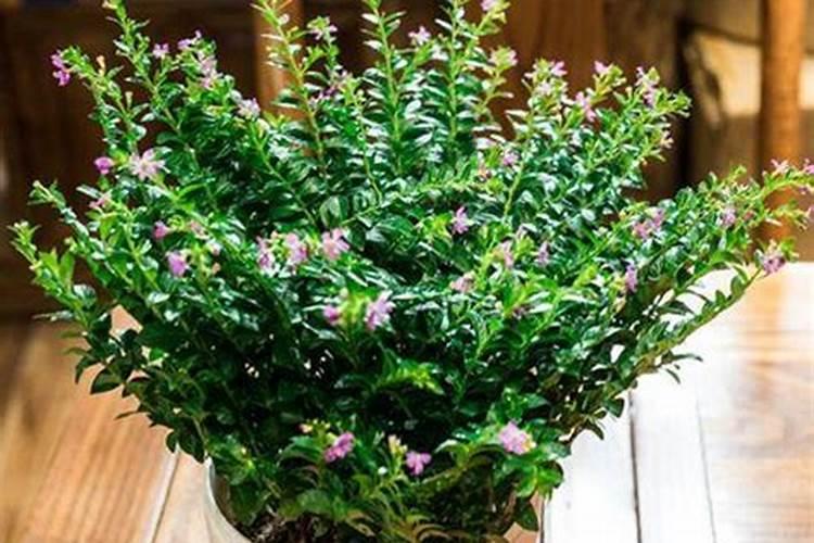 满天星什么时候施肥