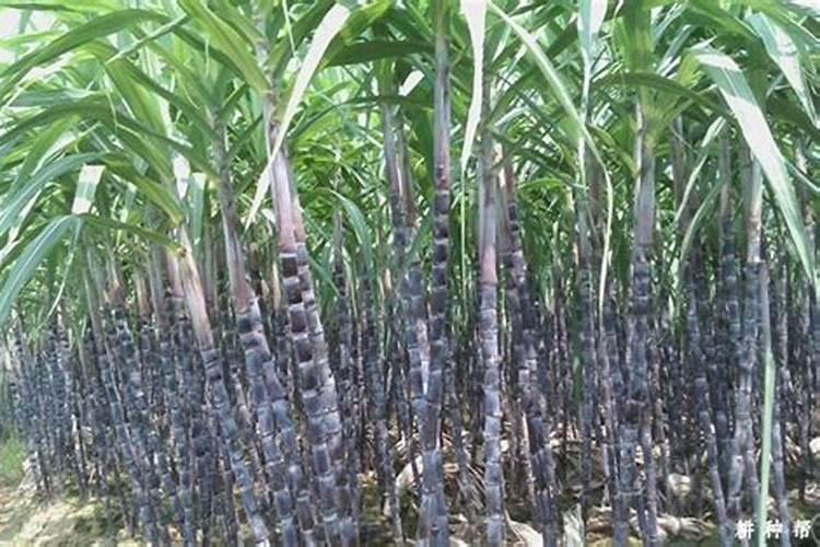 赤霉素、芸苔素、多效唑用法大汇总!