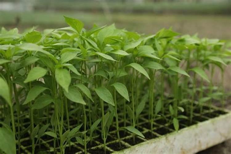 辣椒移栽后几天施肥