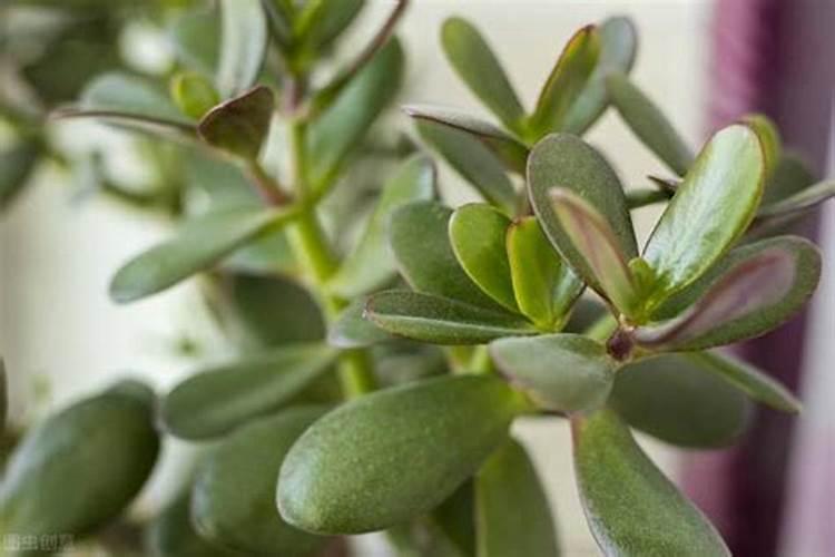 钾肥的作用是什么 钾肥有哪些种类