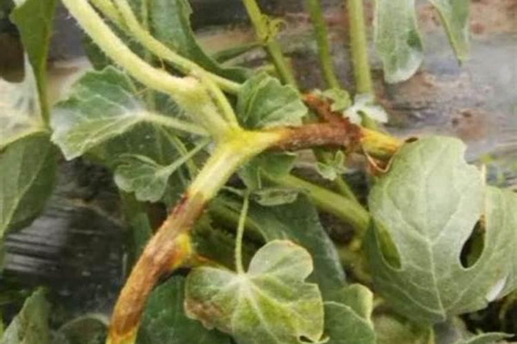 请你仿照这段话,“秋天的果园真美啊”为总起句写了一段话