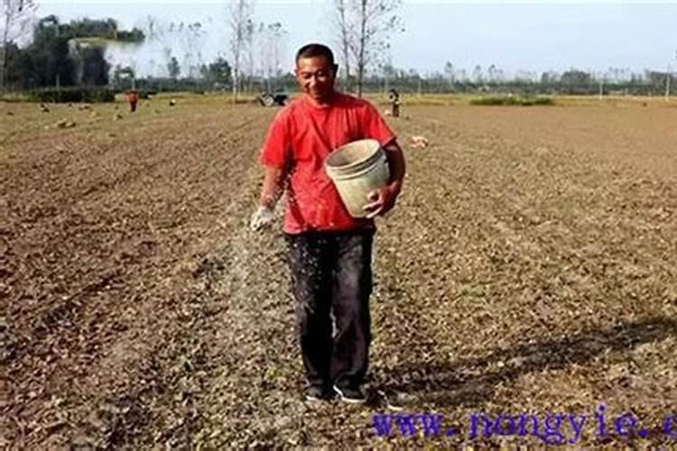 种红薯如何使用钾肥