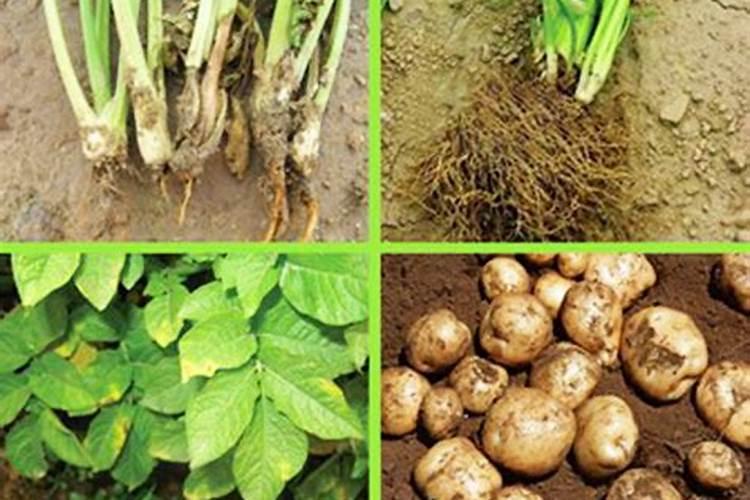 精碘的工业用途