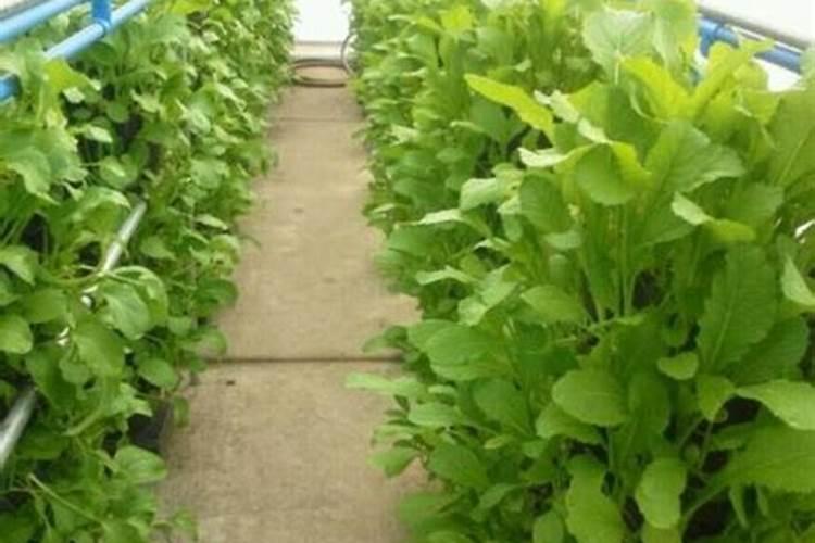 荔枝枝叶没老熟怎样控梢
