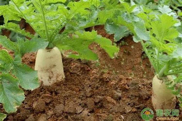 含磷的蔬菜有那些