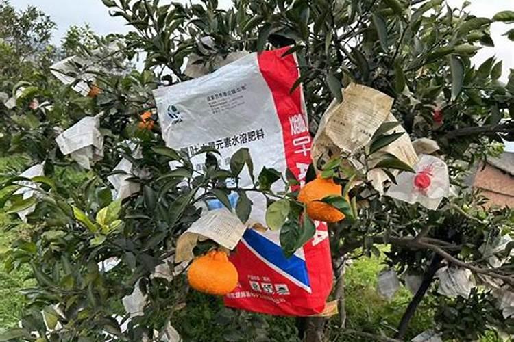 迈睿森水溶肥怎么样