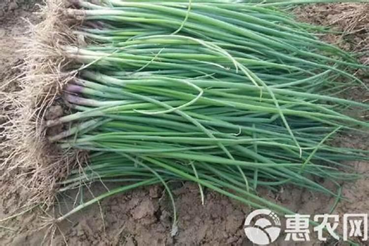 种植洋葱用啥肥料