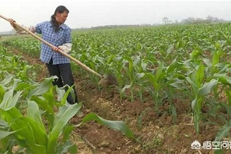 玉米在种植时需冲施钾肥吗？