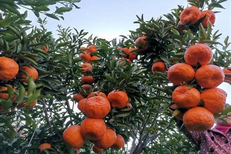 蔬菜叶面肥木醋液市场