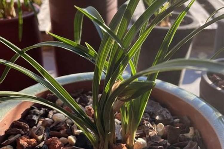 兰花遭遇肥伤时,该如何抢救？