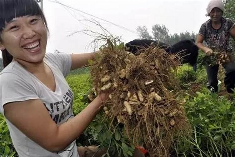 种花生怎样施底肥？
