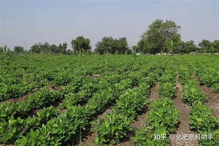 土壤肥料的选择方法 土壤肥料怎么选择