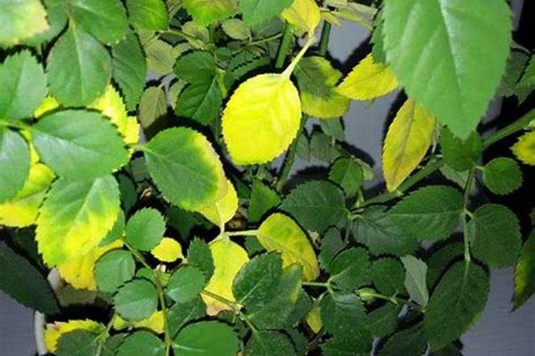 玫瑰花叶子发黄有黑斑点一碰就掉,怎么办