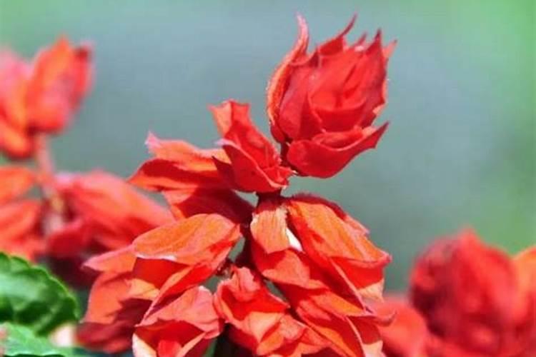 菜椒的种植方法和田间管理