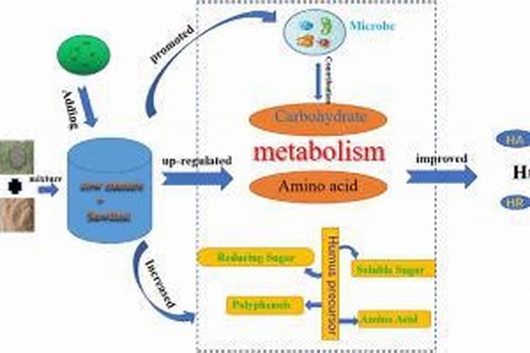 富贵竹施什么肥富贵竹怎么施肥