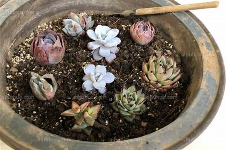 牡丹花多久施一次肥