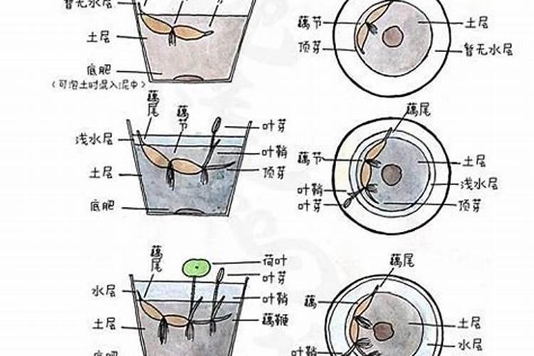 牡丹花怎么栽培 需要注意什么