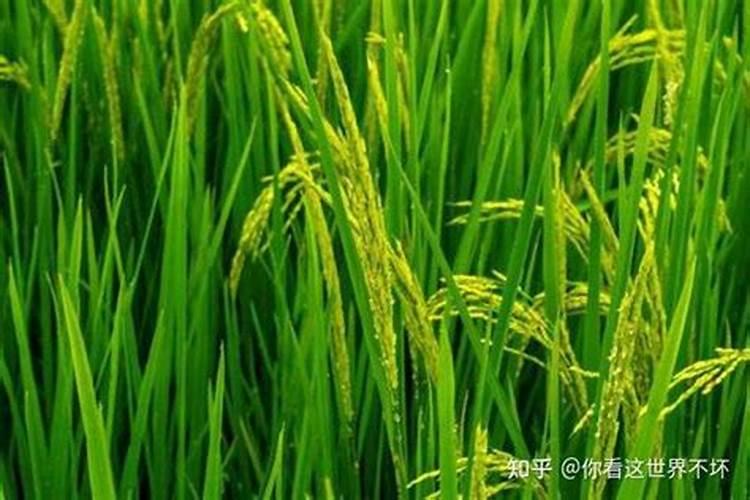 稻田担籽粒肥最佳时间一览表