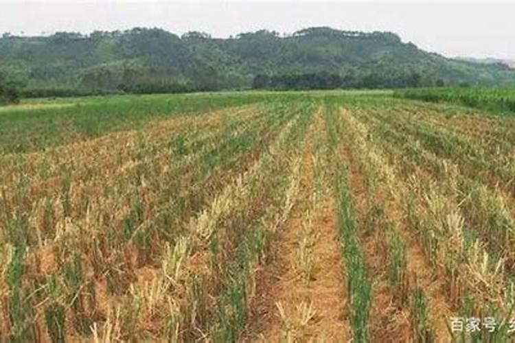 水稻施肥方法和用量