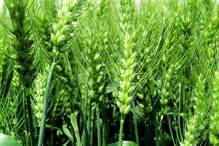 百脉泉白酒多少钱一瓶？