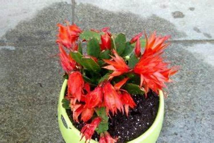 假昙花施什么肥最好