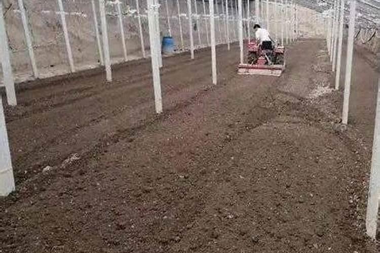 大棚蔬菜怎样用豆饼做底肥